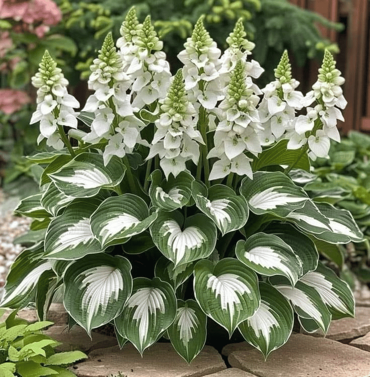 🔥Last day clearance🔥Premium Rare Hosta Seeds🌌Shade-Tolerant Plant